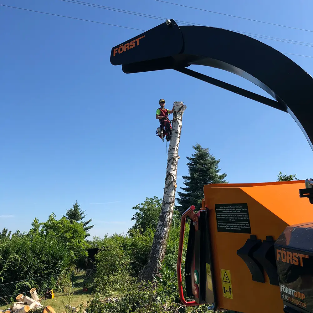 Arbeiter mit Seilsicherung an einem Baumstamm bei der Baumfällung mit Holzzerkleinerer im Vordergrund